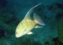 Chinamanfish (Symphorus nematophorus) – Complete Care Guide.